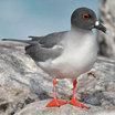 Swallow-tailed Gull